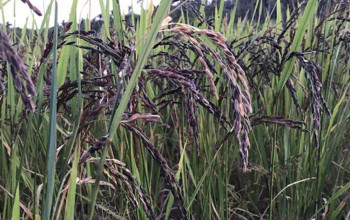 नवलपरासीमा धान उत्पादन ४५ प्रतिशतले वृद्धि