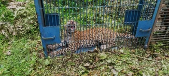 बाँकेको गिजरा सामुदायिक वनबाट चितुवा नियन्त्रण