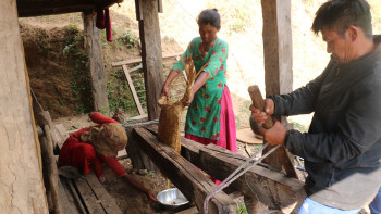 चिउरीको बियाँ पेलेर घिउ निकाल्दै