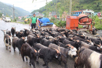 मुस्ताङबाट २३ करोडको च्याङ्ग्रा निकासी