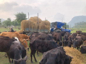 गौ संरक्षण केन्द्रमा रहेका गाई