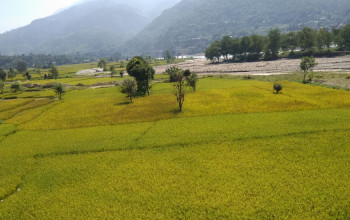 पाकेर थन्क्याउने बेला वर्षाले धान बाली नष्ट