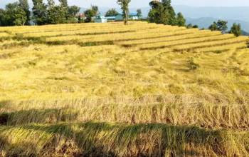 हाइब्रिड जातको बीउका कारण पाल्पामा धान उत्पादन वृद्धि