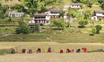 धान काट्न व्यस्त इदिखाेलाका किसान