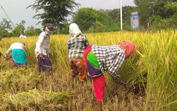 बर्दियाका किसानलाई धान भित्र्याउन चटारो