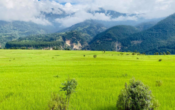 बागलुङको दम्का फाँटमा लगाएकाे धानबाली