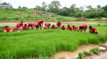 नेत्रविक्रम चन्द ‘विप्लव’ समूहको व्यावसायिक खेती