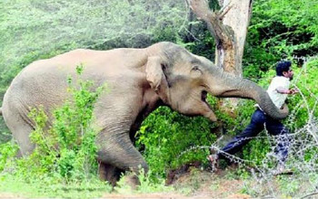 चितवनमा फेरि ध्रुवे हात्तीको आतंक, एक सैनिक जवानको मृत्यु