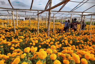 कात्तिक ३ बाट गोदावरी फूलको प्रदर्शनी 