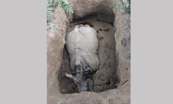 चितवन राष्ट्रिय निकुञ्जमा तस्करकाे खाल्डाेमा परी दुई गैँडाकाे मृत्यु