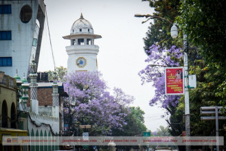 कँक्रिटको शहरले बदनाम काठमाडौं 'शिरिषको फूल' को बैजनी रंगमा रंगियो (फोटो फिचर)  