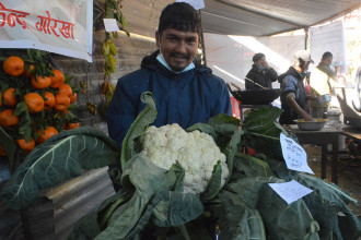 नेपालमा उत्पादन भएको अहिलेसम्मकै सबैभन्दा ठूलो काउली