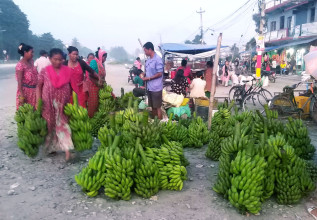 दशैंमा केराकाे घरी खरिद बिक्री गरिँदै