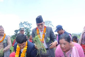 कोदो राष्ट्रिय दिवस घोषणा गर्ने प्रक्रिया अगाडि बढेको छ : कृषिमन्त्री