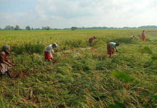 बाली भित्र्याउने चटारो