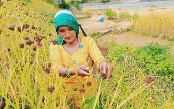 हुम्लाकाे खार्पुनाथमा कोदो टिप्दै युवती