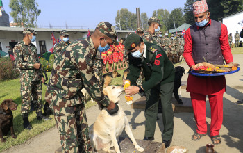 कुकुर तिहार विशेष : कला प्रदर्शनीसहित नेपाली सेनाले गर्याे कुकुरकाे पूजा (फाेटाेफिचर)