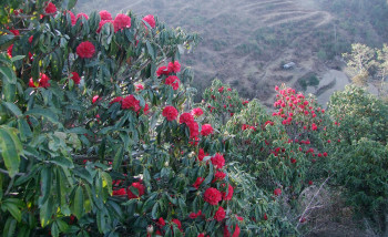 लालीगुराँस फूलेपछि ताप्लेजुङकाे वनपाखा ढकमक्क (फाेटाेफिचर)