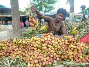 एक झुप्पा लिच्चीको कति ?