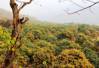 छिम्सुवा बेसीमा ढकमक्क फुलेको आँपकाे बगैँचा