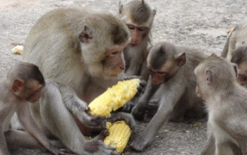 बाँदर आतंककाे समस्यामा भाेजपुरका किसान