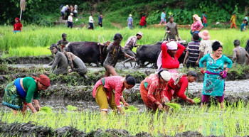 गण्डकीमा ६७ प्रतिशत मात्र रोपाइँ