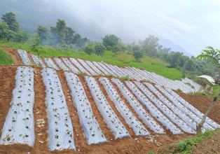 ऋषिङमा स्ट्रबेरी परीक्षणका लागि खेती शुरु 