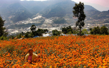 यी हुन् सयपत्री फूलका औषधीय गुण र फाइदा