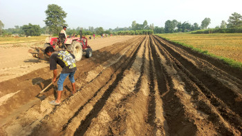 उखु रोप्ने तयारी