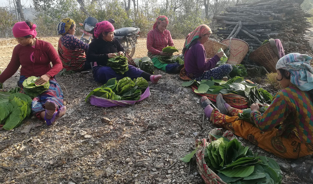 सालकाे पात टपरी गाँसेर...