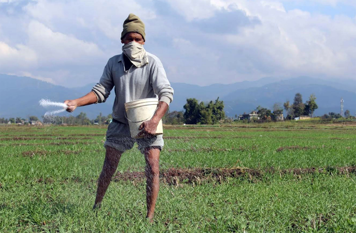 गहुँबालीमा मल छर्दै दाङका एक किसान