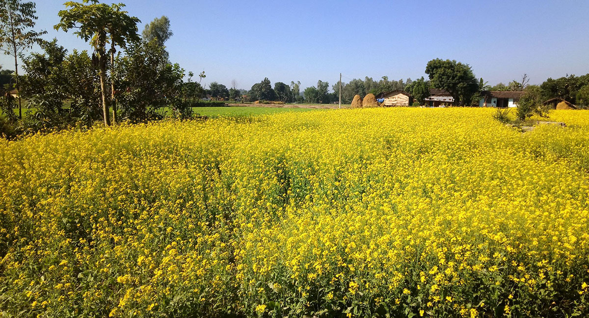 शुक्लाफाँटमा फुलेका पहेलपुर ताेरी