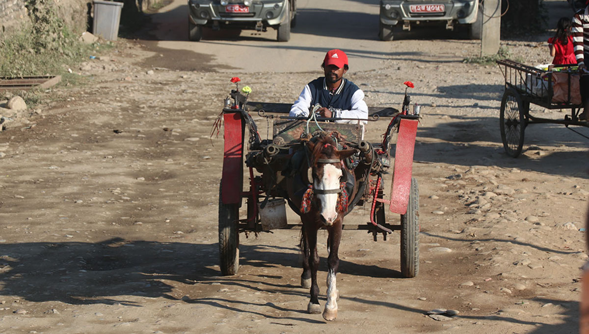 पर्यटककाे पर्खाइमा टाँगा चालक