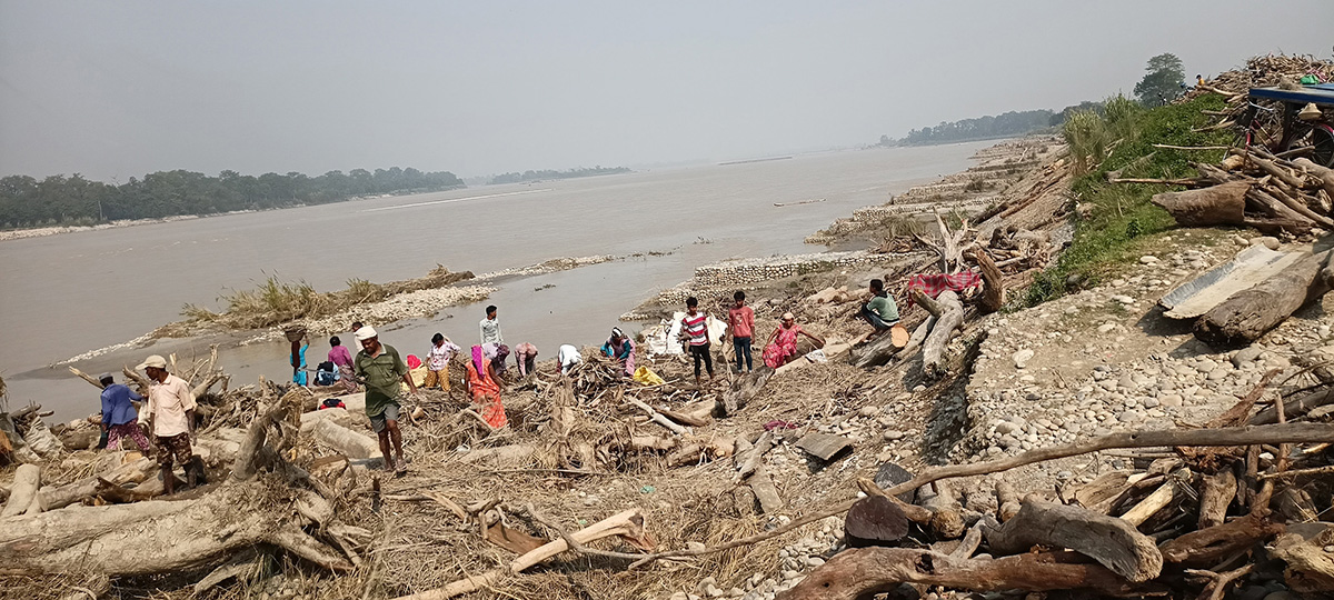 बाढीले बगाएर ल्याएको दाउरा संकलन गर्दै बर्दियाका स्थानीय