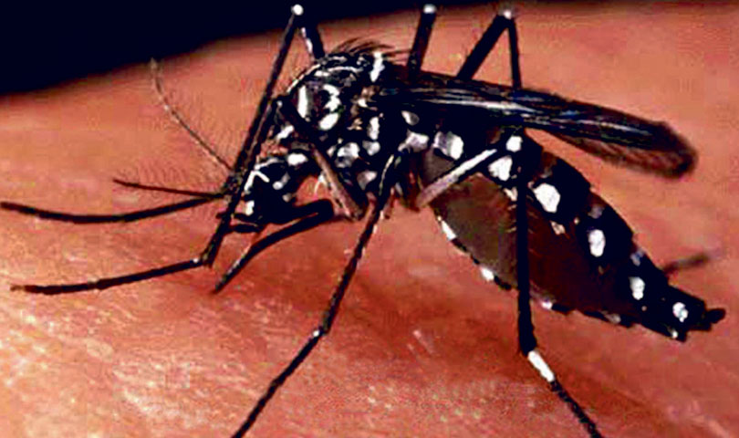 dengue-1722407544.jpg