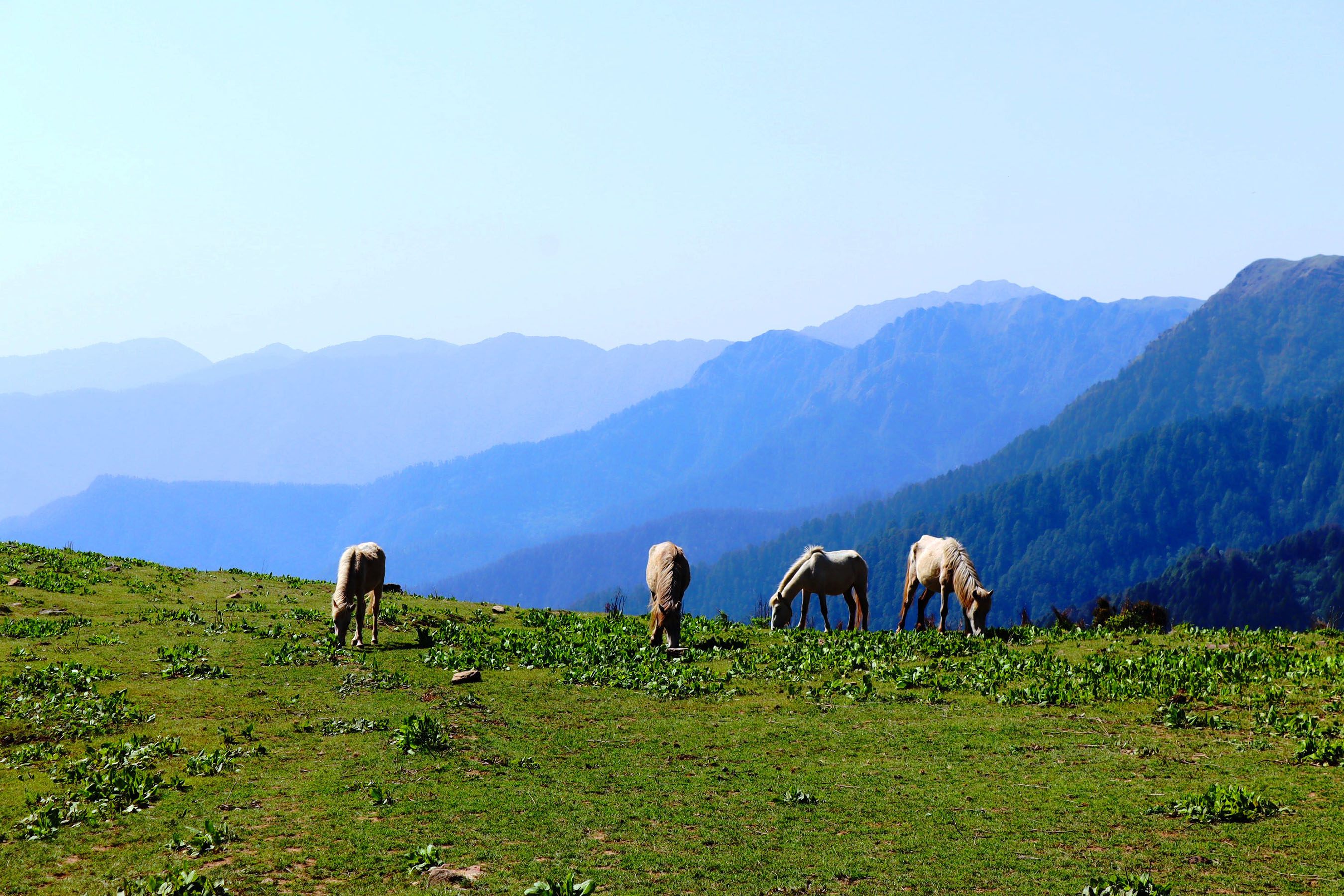 चर्दै गरेकाे घाेडा