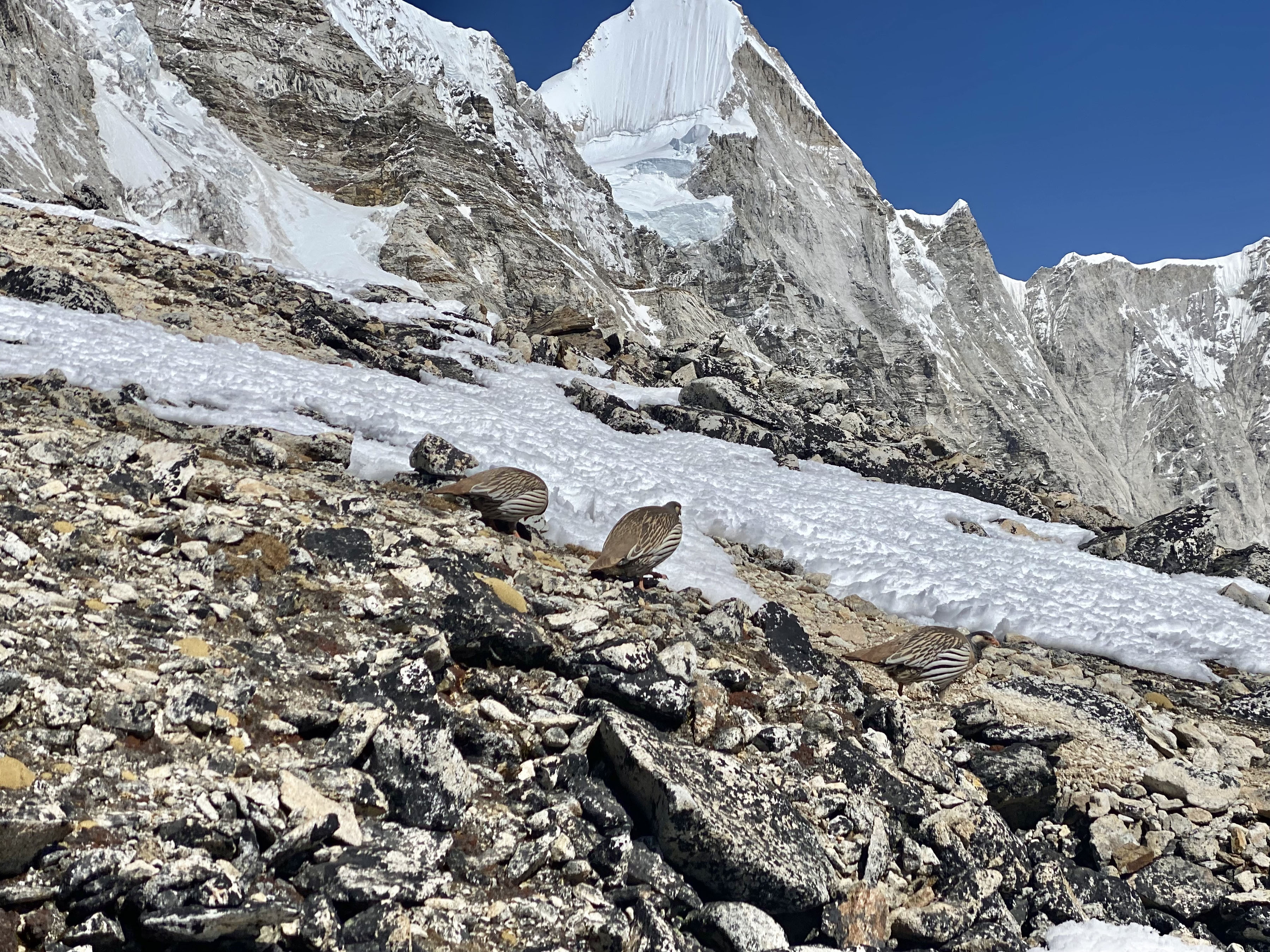 कालापत्थरमा देखिएको खोङ्मा चरा