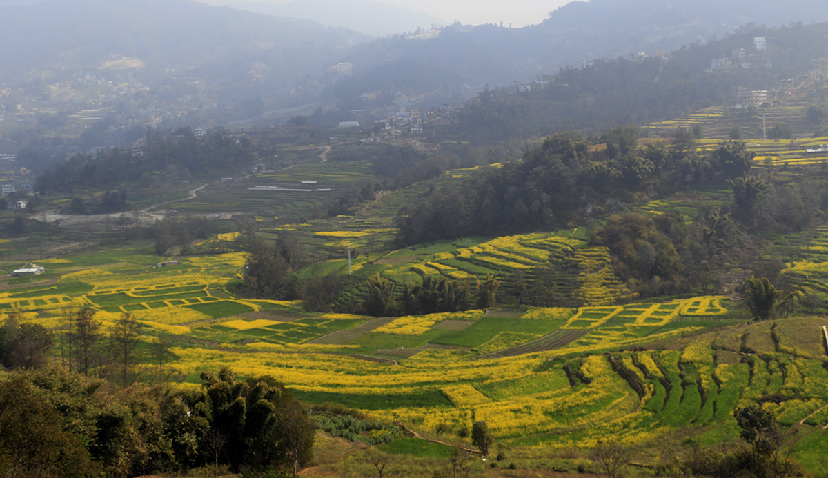 भक्तपुरकाे नलिञ्चाेकमा लगाइएकाे ताेरी र गहुँबाली